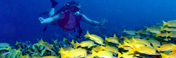 Banana reef maldives