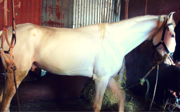 Pure white breed horse of Matheran Matheran
