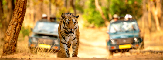 Bandhavgarh Bandhavgarh
