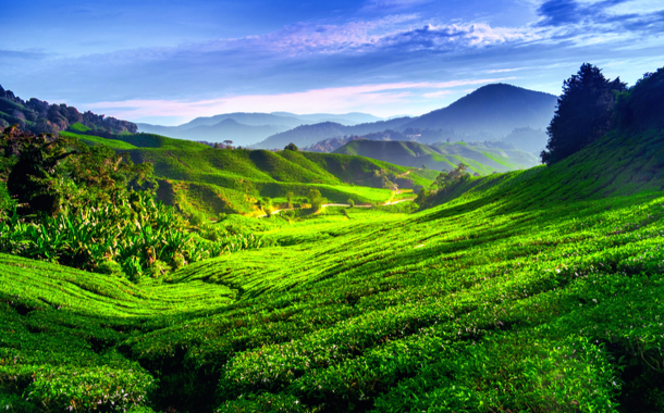 Cameron Highlands Cameron Highlands