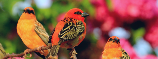 Casela Bird park Casela Bird park