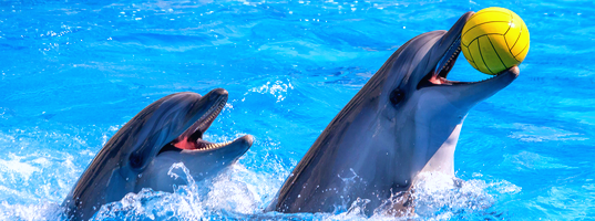 Dolphinarium Dolphinarium
