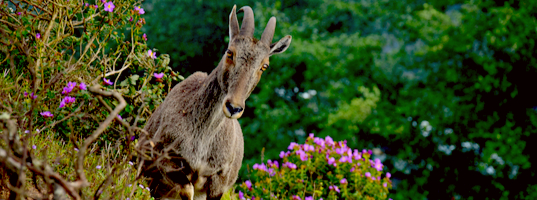 Eravikulam national park Eravikulam national park