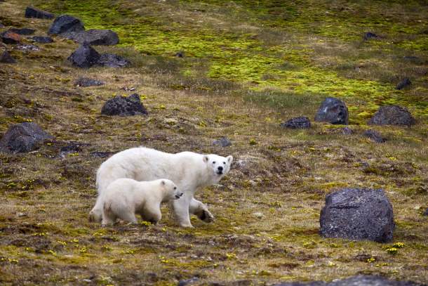 Female with a cub on the island of Northbrook Female with a cub on the island of Northbrook