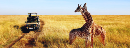 Game drive Game drive