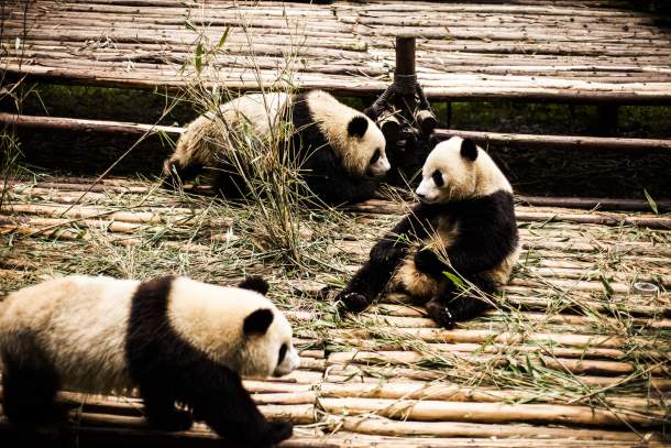 Giant Pandas Giant Pandas
