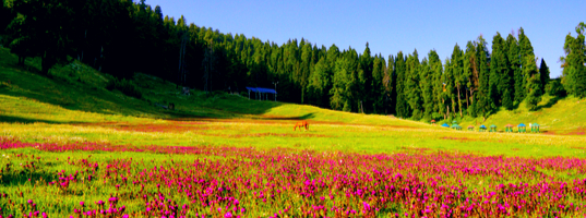 Gulmarg Gulmarg