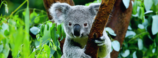 Koala bear in Kuranda Koala bear in Kuranda