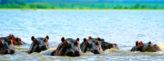 Lake Naivasha Lake Naivasha