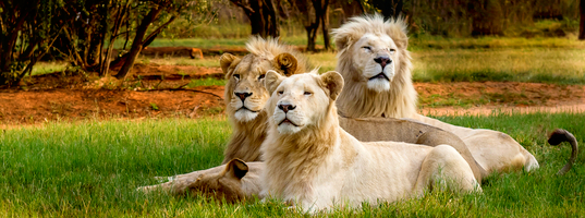 Lion park Lion park