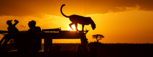 Masai Mara Game reserve Masai Mara Game reserve