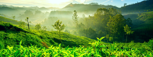 Munnar Munnar