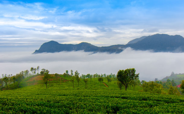 Ooty Ooty