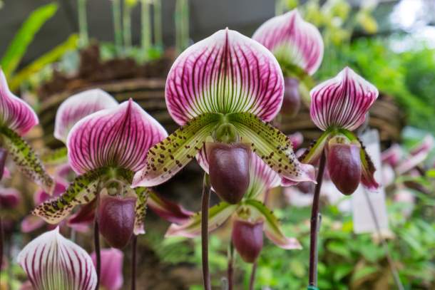 Paphiopedilum orchid flower Paphiopedilum orchid flower