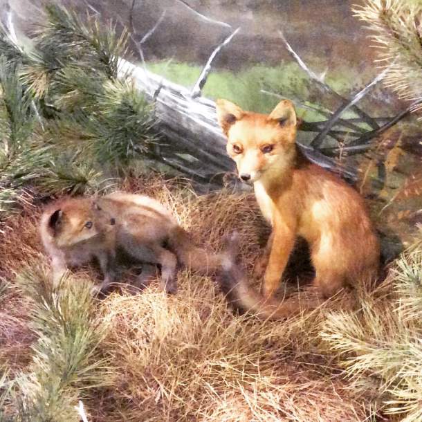Red Fox, Greece Red Fox, Greece