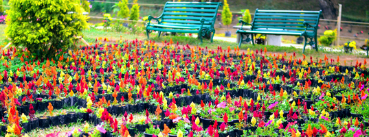 Rose garden Rose garden
