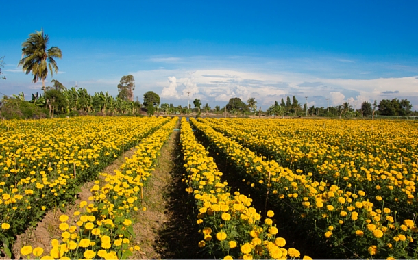 Sea of Gold, Desa Belok Sea of Gold, Desa Belok
