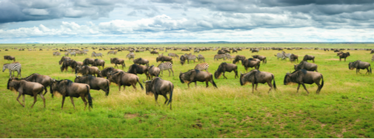 Serengeti National Park Serengeti National Park