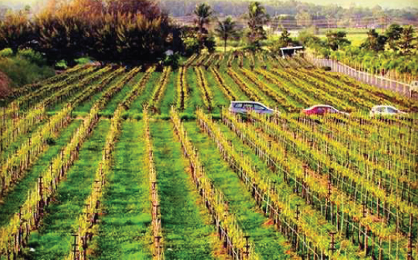 Sula Vineyards Sula Vineyards