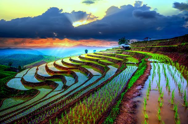 Terrace rice fields in Khonoma Terrace rice fields in Khonoma