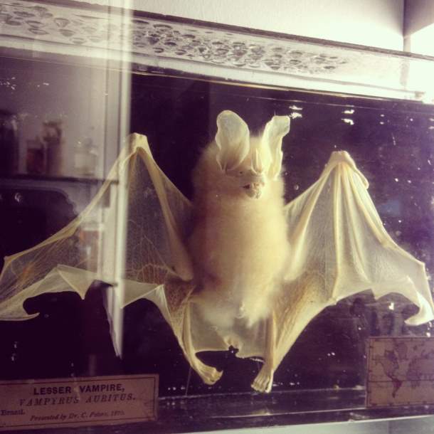 Vampire bat Vampire bat